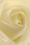 This image draws you deep into the soft, luminous heart of a cream-white rose, as though you're enveloped by its gentle petals in a secret Lea Bridge garden. The spiral unfurling of each petal beckons the senses, revealing a plush texture reminiscent of silk touched by the early dew found near Millfields Park. Bathed in a gentle, natural glow, the bloom is accented by tender shadows that lend both depth and intimacy to its ivory and pale butter hues. The mood is one of peace and tenderness, echoing the calm of a heartfelt greeting or a moment of quiet reflection-perfect as a gesture of sympathy, admiration, or for marking new beginnings near the banks of the River Lea. The faint, sweet fragrance conjures visions of freshly arranged bouquets delivered by thoughtful florists in the local community. Every carefully placed petal speaks not just of botanical perfection, but of the artistry and emotional care that go into crafting meaningful floral gifts for the diverse occasions celebrated around Lea Bridge.